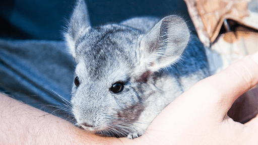 Animais de Estimação Pequenos,Animais de Estimação Animais de Estimação Pequenos,Animais de Estimação