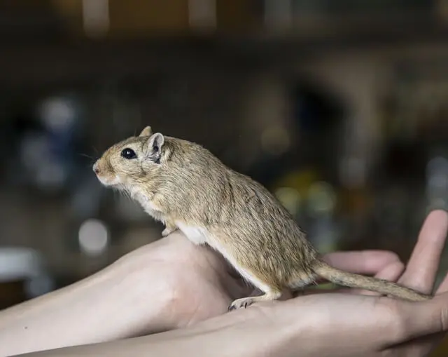 Animais de Estimação Pequenos,Animais de Estimação Animais de Estimação Pequenos,Animais de Estimação