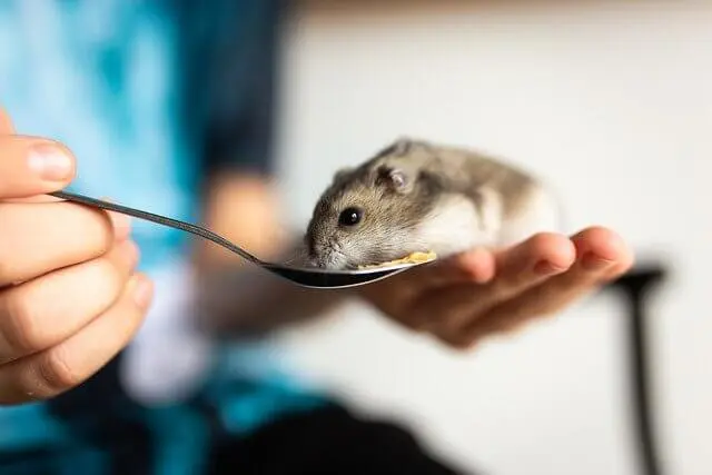 Animais de Estimação Pequenos,Animais de Estimação Animais de Estimação Pequenos,Animais de Estimação