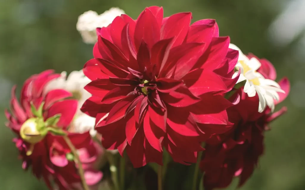 burque de flores bonito