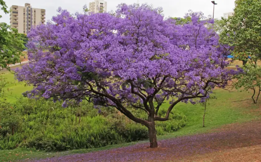 árvores de Jacarandás são resistentes ao sol