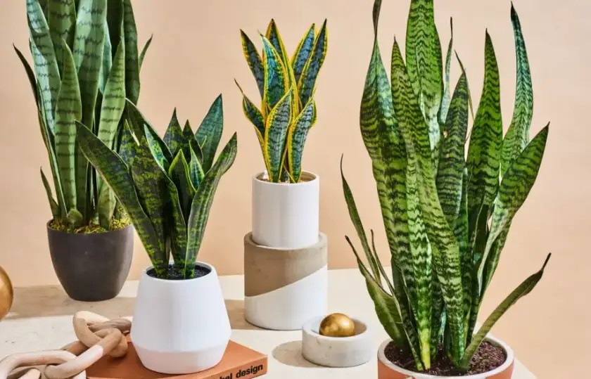 Espada-de-São-Jorge no vaso